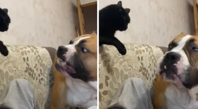 El perro se sintió invadido por el gato de la familia.