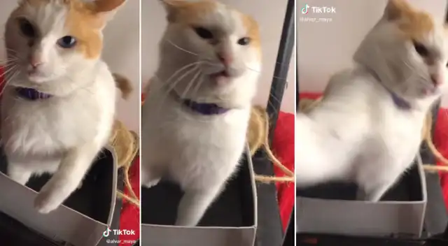 El gato se enfrentó con su dueño en una acalorada pelea.