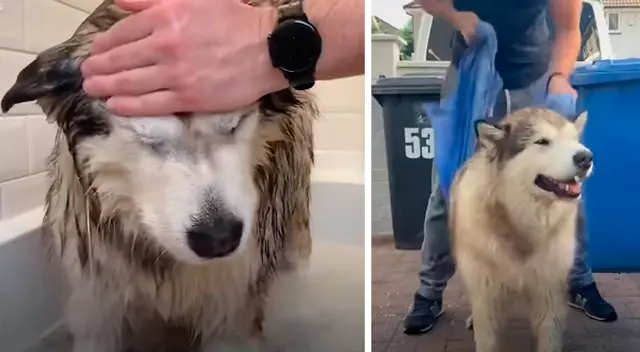 Escenas del berrinche del perro siberiano que se rehúsa a bañarse. Escenas del berrinche del perro siberiano que se rehúsa a bañarse.