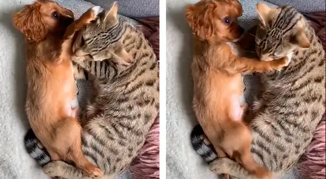 Teddy y Albi disfrutando de su amistad en TikTok.