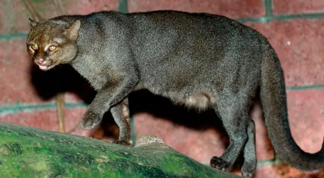 Hombre pensó que había rescatado a un gato, pero descubrió que era un puma