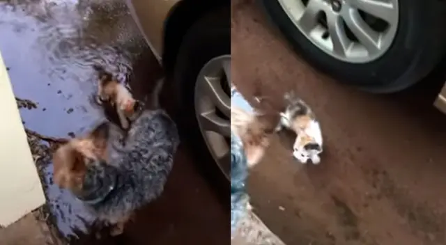 Un perrito salió a dar un paseo y regresó con una gatita de la calle Un perrito salió a dar un paseo y regresó con una gatita de la calle