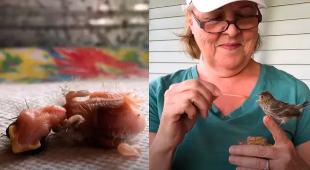 Izq.: Twerp a solo un día de nacido. Der.: Twerp al mes de vida. Izq.: Twerp a solo un día de nacido. Der.: Twerp al mes de vida.