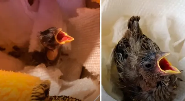 Imágenes de Twerp creciendo sano y fuerte. Imágenes de Twerp creciendo sano y fuerte.