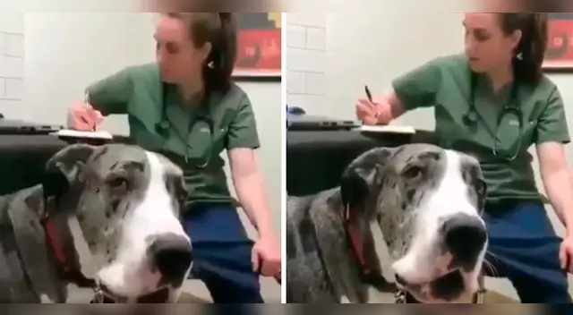 La molestia del perro con su dueña se volvió viral en las redes sociales. La molestia del perro con su dueña se volvió viral en las redes sociales.