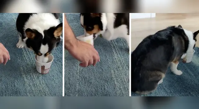 La divertida escena causó las risas de miles en las redes sociales.