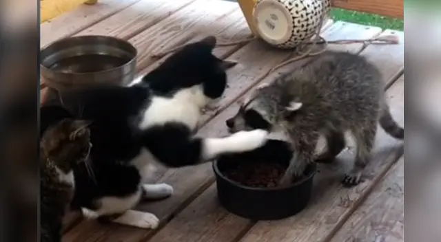 El peculiar encuentro desató la risa de los internautas en las redes sociales.