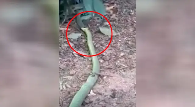 Hambrienta serpiente se come a otra en cuestión de minutos Hambrienta serpiente se come a otra en cuestión de minutos