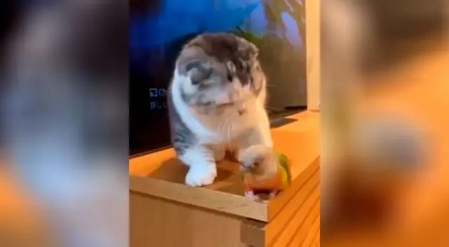 Gato no soporto que el loro no lo dejara dormir y decidió botarlo de su sitio. Gato no soporto que el loro no lo dejara dormir y decidió botarlo de su sitio.