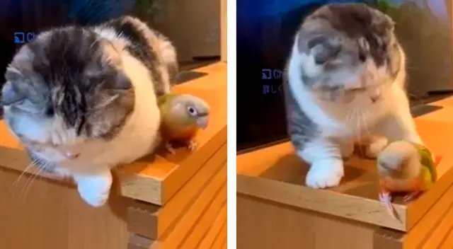 Gato no soporto que el loro no lo dejara dormir y decidió botarlo de su sitio. Gato no soporto que el loro no lo dejara dormir y decidió botarlo de su sitio.