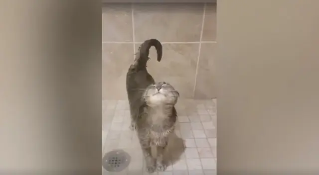 Gato se baña en la ducha como si fuese un humano y escena se vuelve viral Gato se baña en la ducha como si fuese un humano y escena se vuelve viral