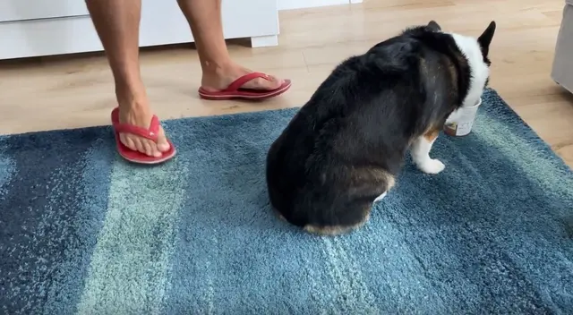 Curioso can se vuelve famoso en TikTok tras su inesperado comportamiento ante su dueño que pasaba a retirar el plato de helado.