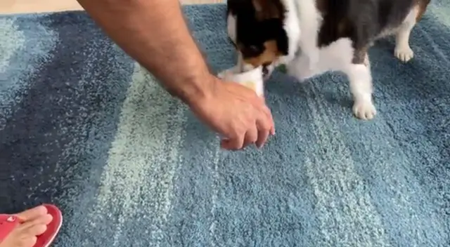 Los internautas no han parado de reír y compartir el video viral del astuto perro hasta volverlo tendencia en diversos países del mundo como México y Estados Unidos.