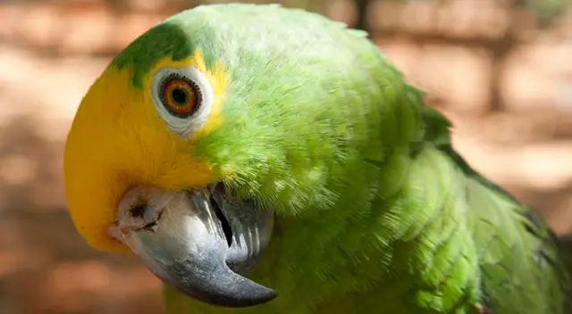 Loro demuestra todo su talento al interpretar canciones románticas con mucho sentimiento. Loro demuestra todo su talento al interpretar canciones románticas con mucho sentimiento.