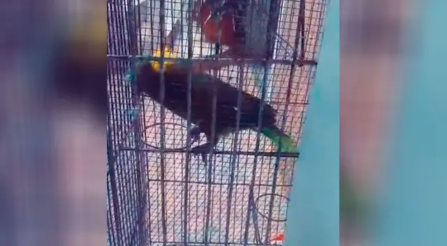 Loro demuestra todo su talento al interpretar canciones románticas con mucho sentimiento. Loro demuestra todo su talento al interpretar canciones románticas con mucho sentimiento.