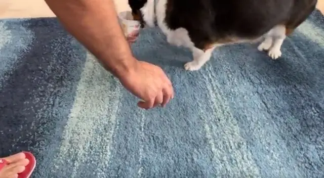 Este comportamiento del pequeño cachorro provocó risas entre los internautas.