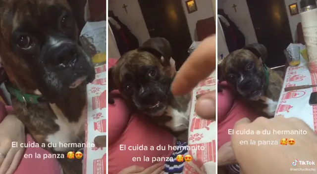 El perrito hizo lo posible para defender a su dueña.
