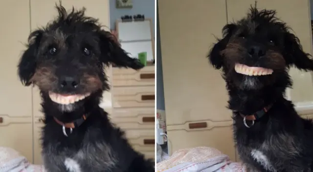 El perrito usó la dentadura de su dueña como si se tratara de un humano. El perrito usó la dentadura de su dueña como si se tratara de un humano.