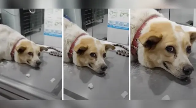 El video del pequeño perro causó furor en Facebook.