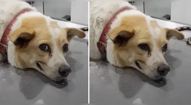 La emotiva escena ha tocado el corazón de miles de usuarios en las redes sociales.