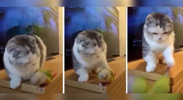 La divertida escena causó sensación en las redes sociales.