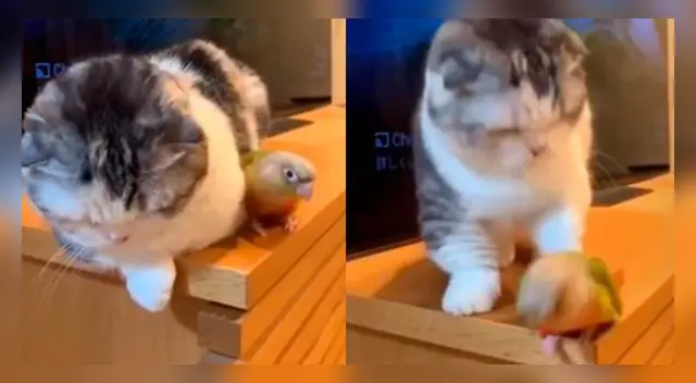 La actitud del felino con el ave desató las carcajadas de miles de internautas en las redes sociales.