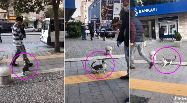 El gato se divierte asustando a la gente.