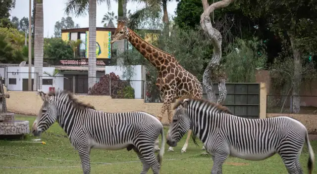 Parque de las Leyendas celebrará Día del Niño.