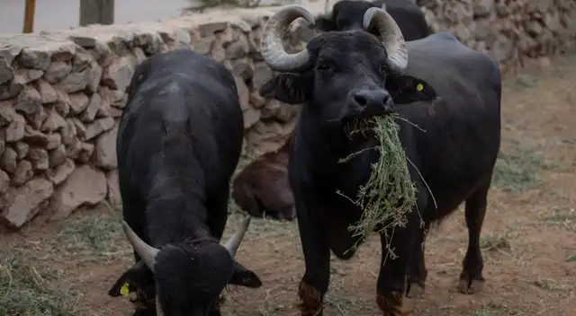 Parque de las Leyendas celebrará Día del Niño.
