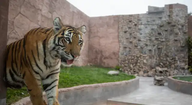 Parque de las Leyendas celebrará Día del Niño.