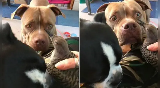 Las imágenes virales del pitbull causaron furor en Facebook. Las imágenes virales del pitbull causaron furor en Facebook.