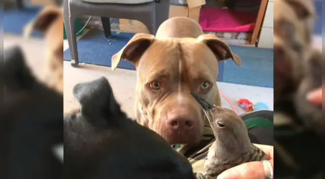 El comportamiento del perro con el ave conmovió a miles de internautas en las redes sociales. El comportamiento del perro con el ave conmovió a miles de internautas en las redes sociales.