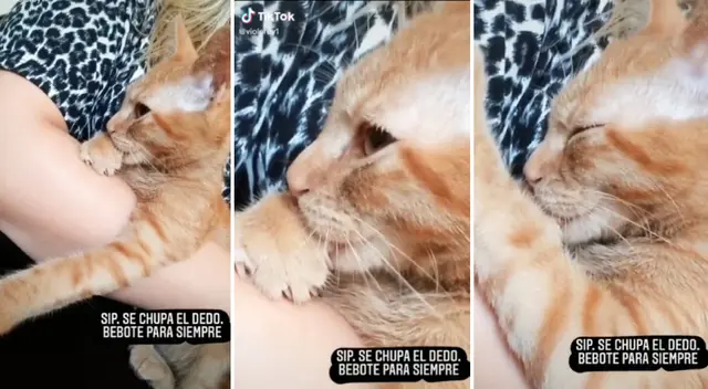 El gatito succiona su pata como si se tratara de un biberón. El gatito succiona su pata como si se tratara de un biberón.