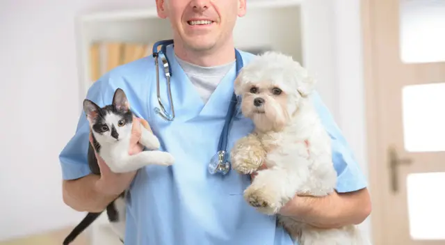 Seamos conscientes y evitemos la sobrepoblación de animales callejeros. Seamos conscientes y evitemos la sobrepoblación de animales callejeros.