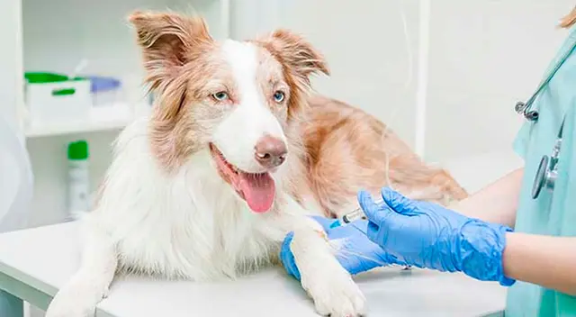 Seamos conscientes y evitemos la sobrepoblación de animales callejeros. Seamos conscientes y evitemos la sobrepoblación de animales callejeros.