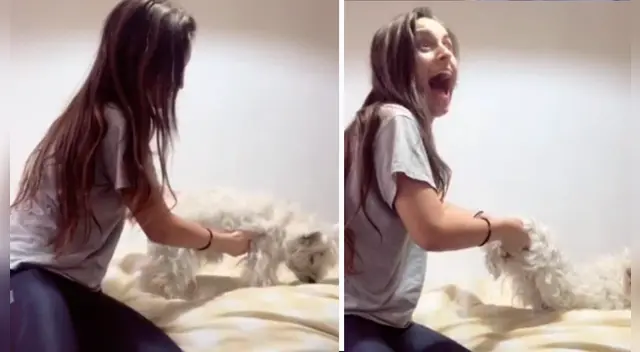 El video del pequeño perro causó furor en TikTok.