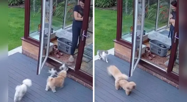 El divertido comportamiento del felino causó sensación en las redes sociales.