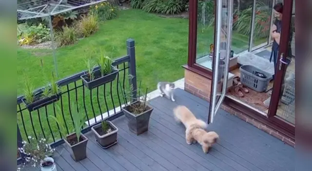 La escena causó la risa de varios usuarios en las redes sociales.