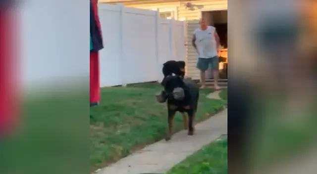 Perro sorprende cargando una mancuerna de 13 kilos con su hocico