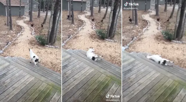 La cabra se desmayó del susto. La cabra se desmayó del susto.