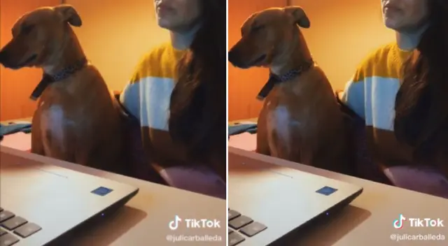 La cachorra no soportó el cansancio y se quedó dormida.