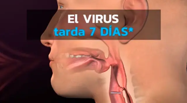 Especialista aclara que el cepillado y el uso del enjuague bucal no eliminan ni garantiza protegerse del coronavirus, pero ayuda a reducir que el virus se expanda en el interior del organismo. Especialista aclara que el cepillado y el uso del enjuague bucal no eliminan ni garantiza protegerse del coronavirus, pero ayuda a reducir que el virus se expanda en el interior del organismo.