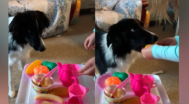 El comportamiento del can jugando con su dueña causó la risa de miles en las redes sociales.