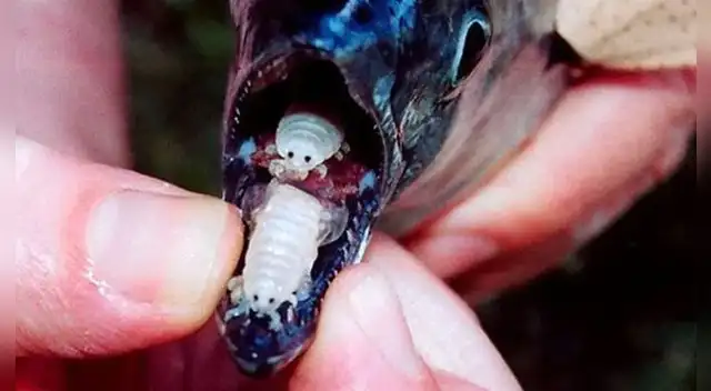 El piojo comelenguas succiona la sangre de la lengua hasta que el órgano muere. El piojo comelenguas succiona la sangre de la lengua hasta que el órgano muere.