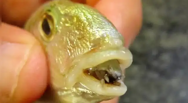 El parásito acuático puede causar la muerte de sus víctimas. El parásito acuático puede causar la muerte de sus víctimas.