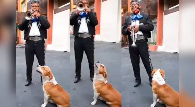 El video cuenta con miles de reproducciones en TikTok. El video cuenta con miles de reproducciones en TikTok.