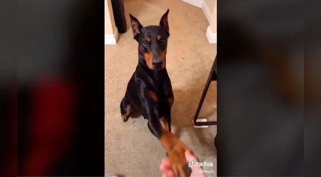 Perrito de raza Doberman es viral por usuarios de TikTok por su obediencia.