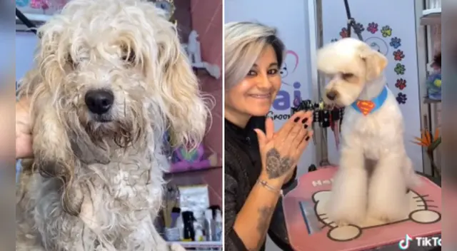 El video del perro ha logrado millones de reproducciones en TikTok. El video del perro ha logrado millones de reproducciones en TikTok.