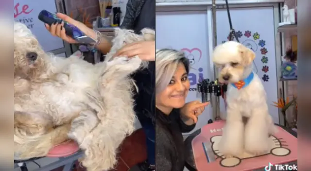 El antes y después del perro ha causado sensación en las redes sociales. El antes y después del perro ha causado sensación en las redes sociales.