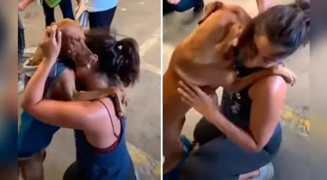 La perrita se emocionó al ver a su dueña. La perrita se emocionó al ver a su dueña.